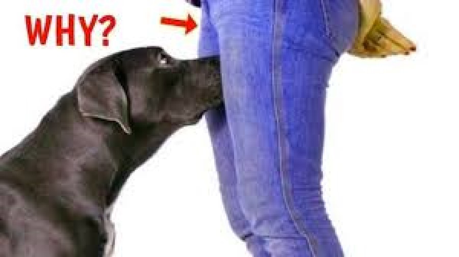 Why do Dogs Sniff your Private Parts or your Crotch? Discover the reason WHY? || Monkoodog